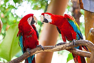 经典双打游戏《战斗原始人》发布重制版预告片